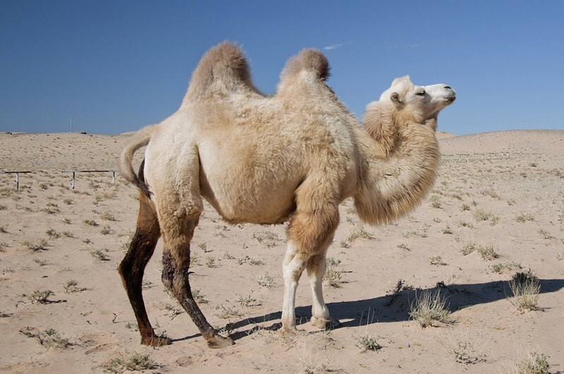 You are currently viewing 14 интересных и забавных фактов о верблюдах