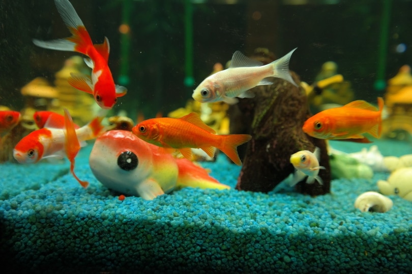 Золотая рыбка в аквариуме