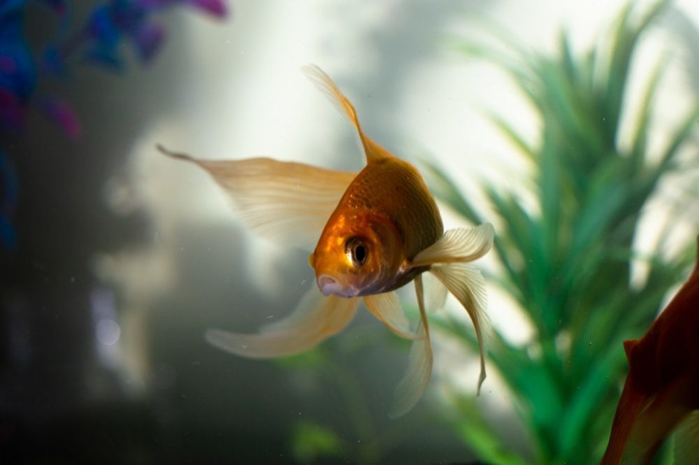 Золотая рыбка плавает в воде