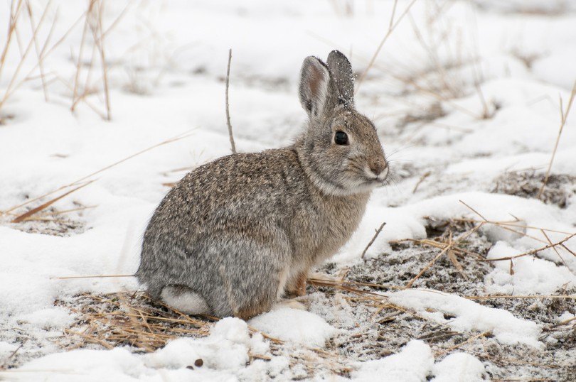 Read more about the article Впадают ли кролики в спячку?  |  Pet Keen