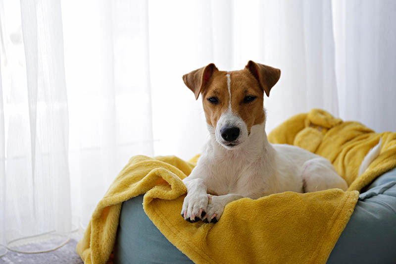 Read more about the article Помогают ли грелки при артрите собаки?  Одобренные ветеринаром факты и часто задаваемые вопросы