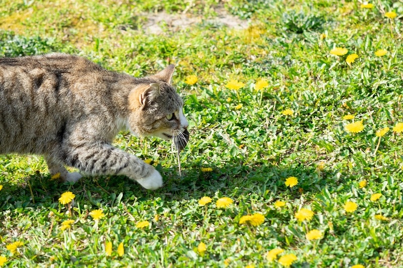 кот несет дохлую мышь