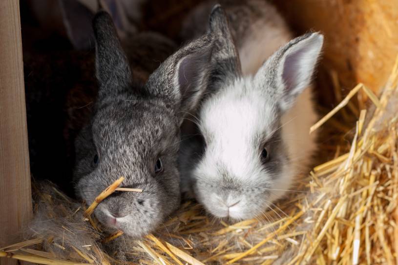 Read more about the article Как выглядит кроличье гнездо?  Как мне их найти?