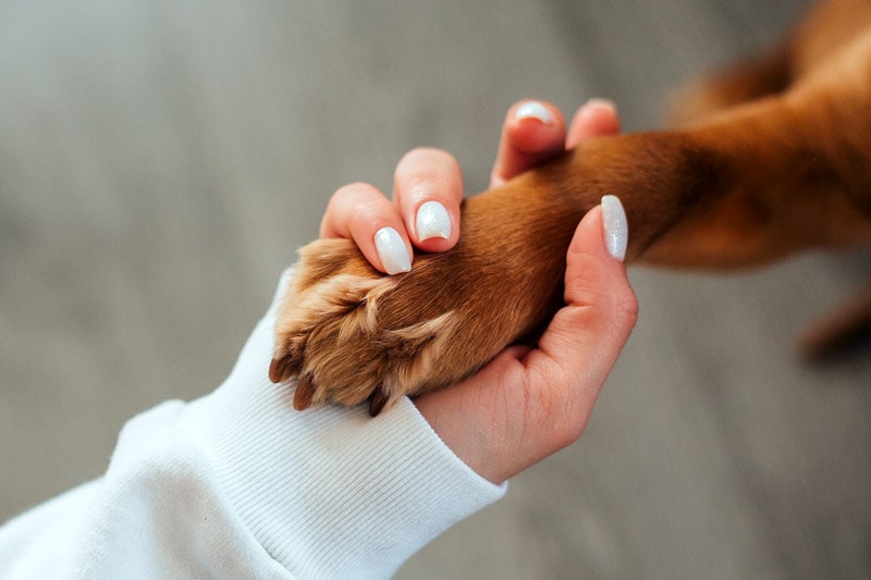 Read more about the article 8 распространенных проблем с лапами у собак и что делать (ответ ветеринара)