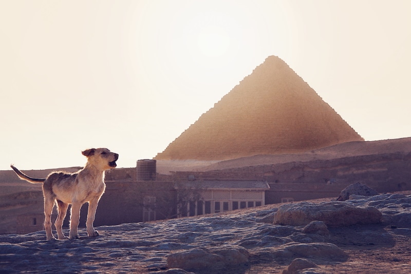 Собака на фоне египетских руин