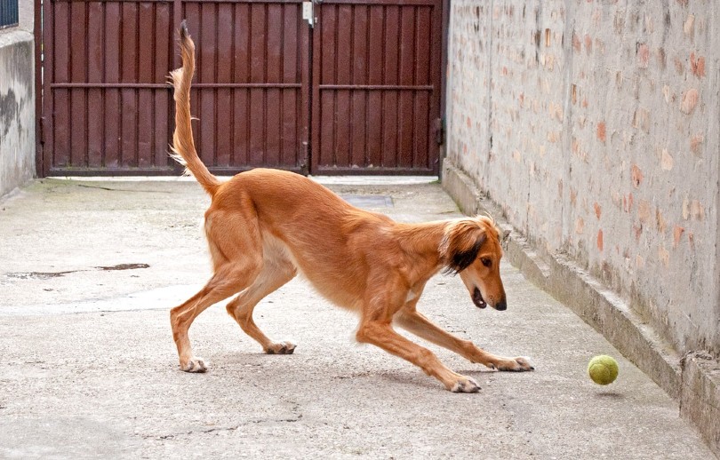 собака салюки играет с мячом