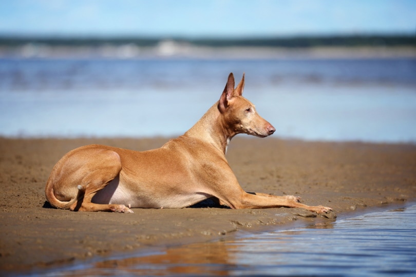 Read more about the article 10 лучших пляжей для собак в Техасе: места для прогулок без поводка и на поводке