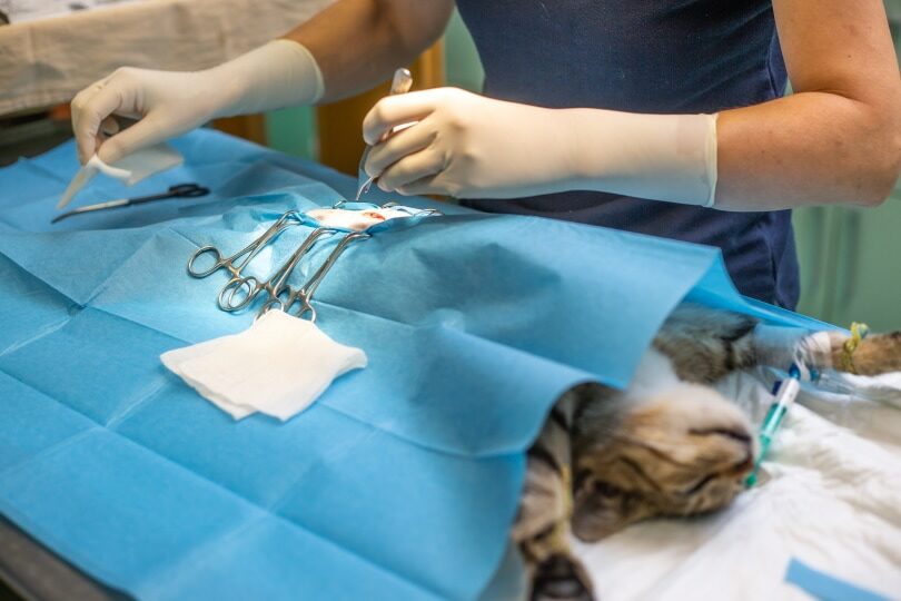 стерилизованная кошка