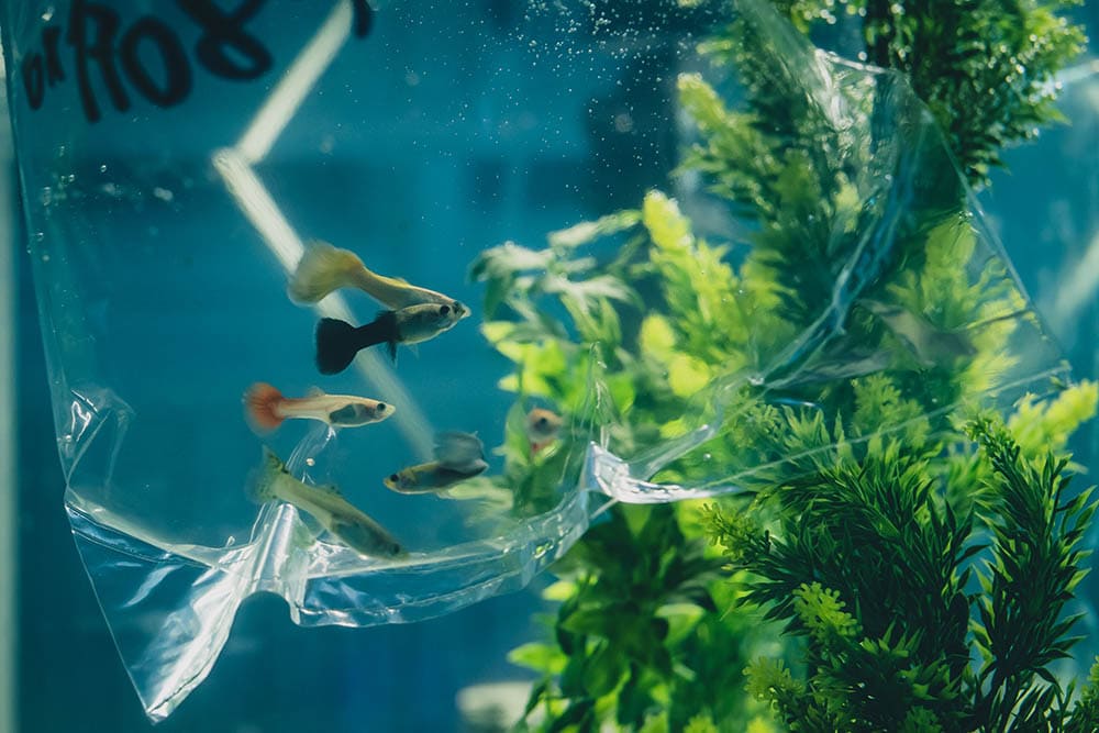 You are currently viewing Сколько рыбок следует поместить в аквариум?  (Руководство по безопасному хранению)