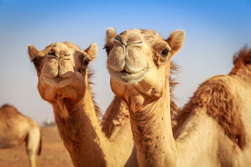 Верблюды в Аравии