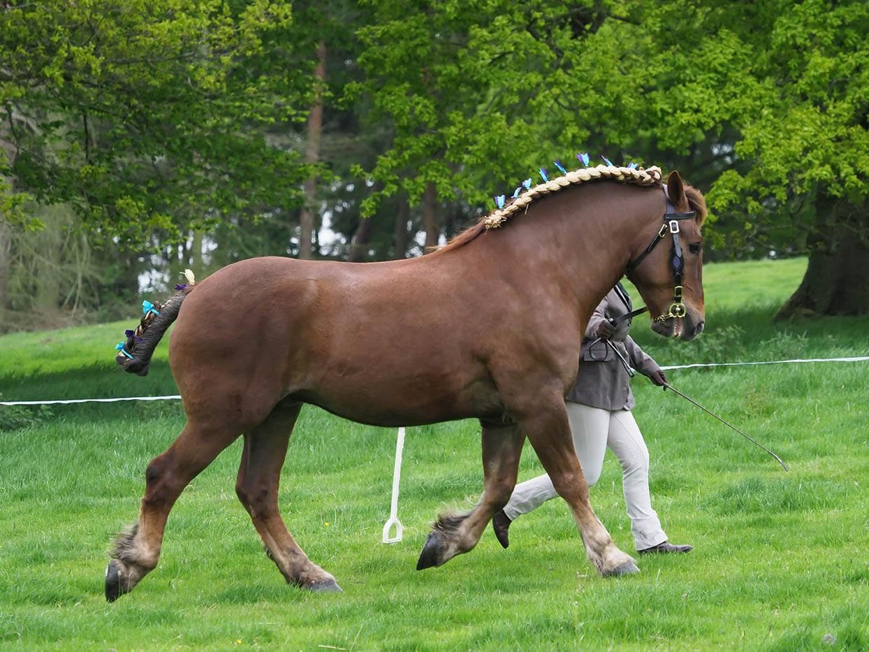 Лошадь Suffolk Punch бежит рысью