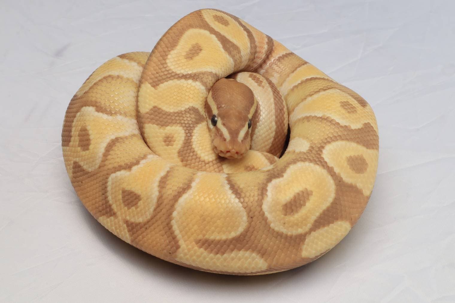 Coral Glow Ball Python Morph_ Suwit Chanaiyarat_Shutterstock