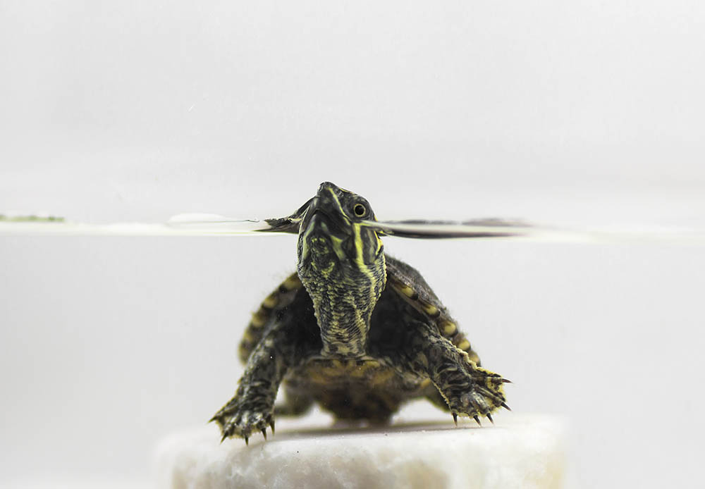 Обыкновенная мускусная черепаха на воде