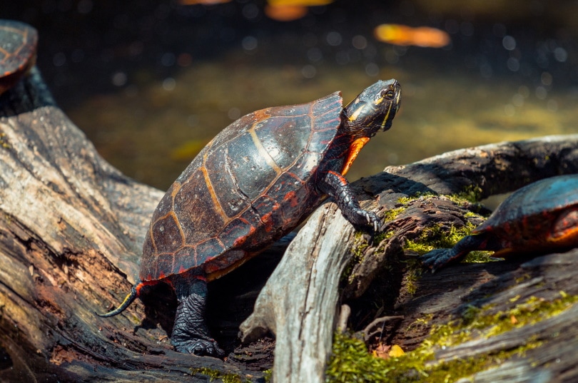 Read more about the article Что едят расписные черепахи в дикой природе и в качестве домашних животных?