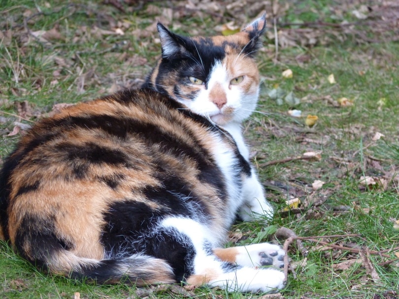Беременная кошка лежит в траве