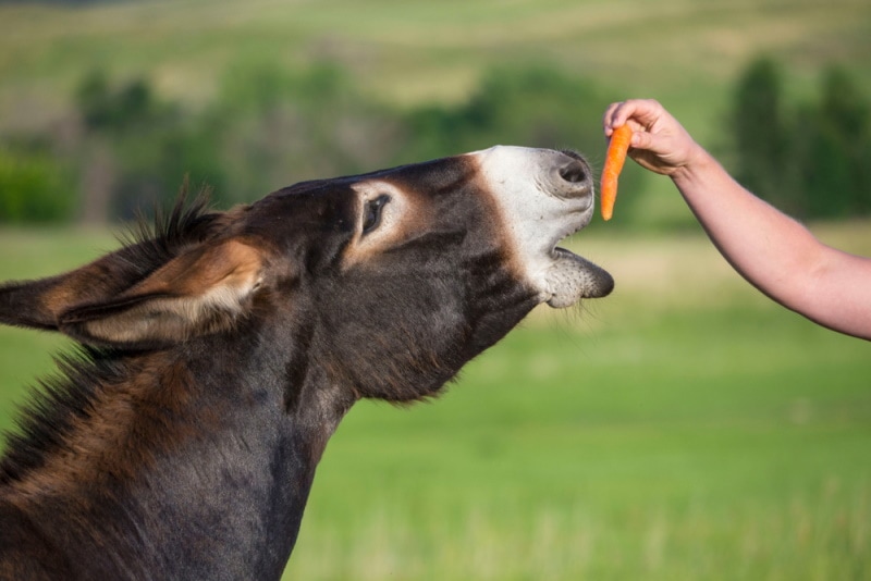 Read more about the article Могут ли ослы есть морковь?  Они хороши для них?