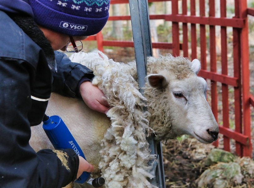 Read more about the article Почему овец нужно стричь?  Линяют ли овцы естественным путем?