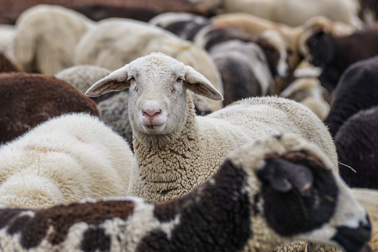 Read more about the article Сколько места нужно овцам, чтобы быть счастливыми?