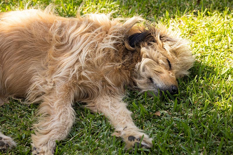 Read more about the article Как делать искусственное дыхание собаке?  Пошаговое руководство с обзором ветеринара