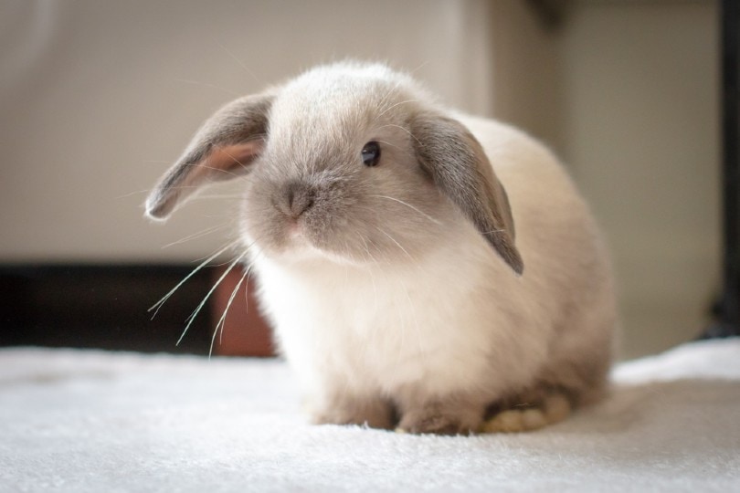 You are currently viewing Кролик Mini Lop: факты, продолжительность жизни, поведение и уход (с иллюстрациями)