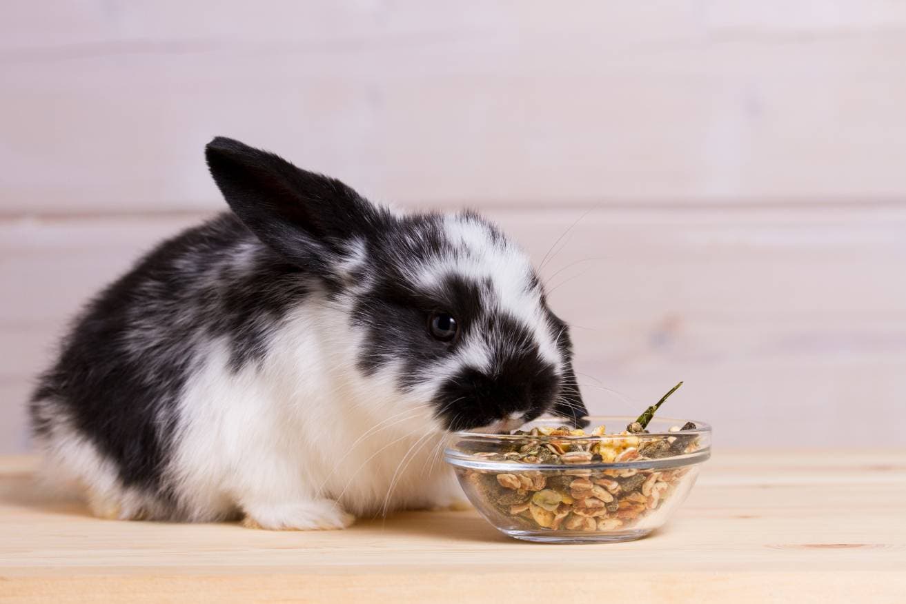 Read more about the article 7 лучших продуктов для набора веса кроликов в 2023 году [For Underweight Rabbits]