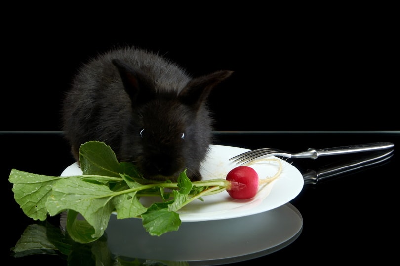 Read more about the article Можно ли кроликам есть редис?  Что тебе нужно знать!