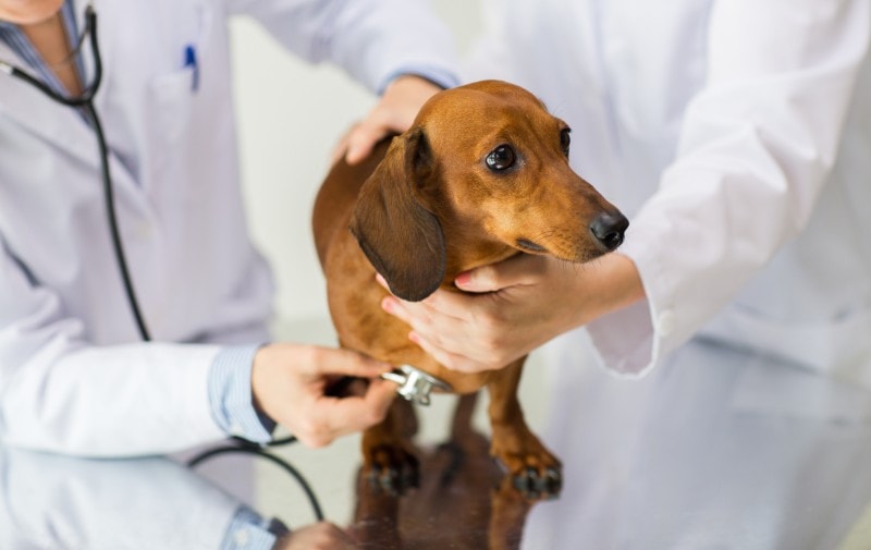 ветеринар со стетоскопом осматривает больную таксу