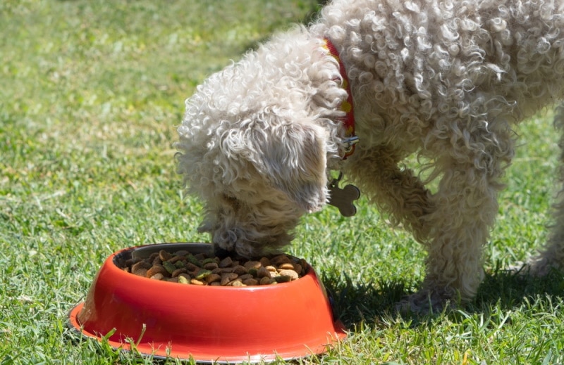 Read more about the article Пластиковые миски или контейнеры вредны для корма для собак?  Одобренное ветеринаром руководство