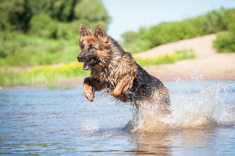 Немецкая овчарка играет в воде_Рита_Кохмарёва_shutterstock