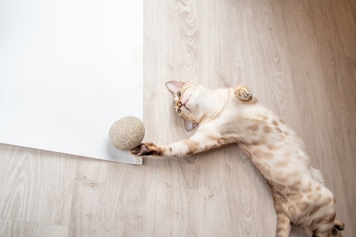 СНЕЖНЫЙ бенгальский кот играет с шариком из кошачьей мяты