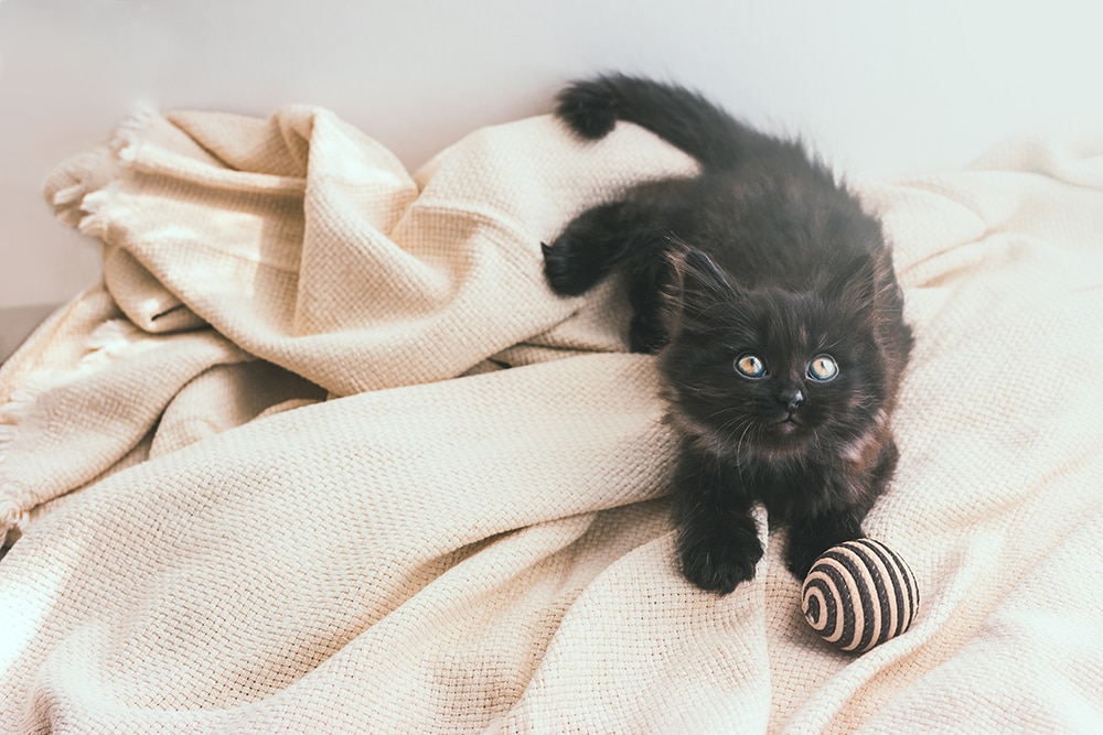 Темно-серый шоколадный йорк cat_de_zla_Shutterstock