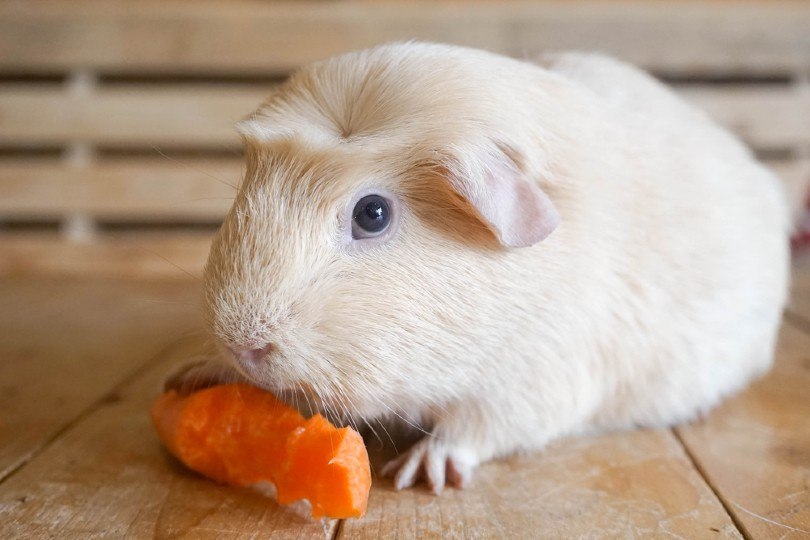 Морская свинка ест морковь