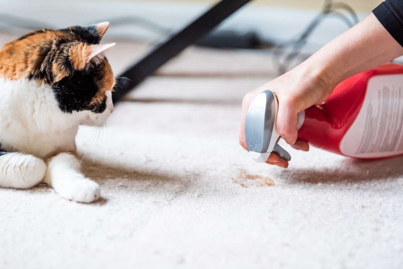 Read more about the article Безопасен ли Febreze для кошек?  Эффективен ли он для очистки?