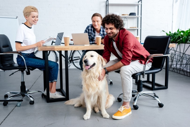 сотрудники развлекаются со своей собакой в ​​офисе