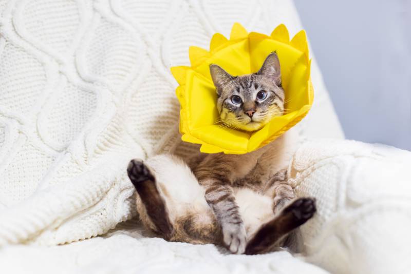 полосатый кот в конусообразном ошейнике сидит на диване