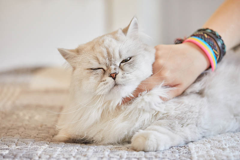 Девушка чешет шею британскому длинношерстному белому коту