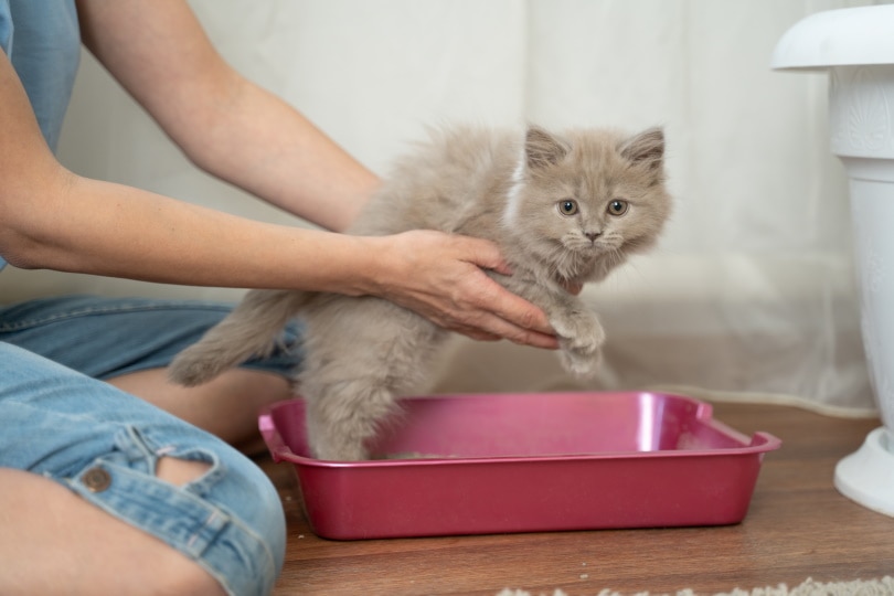 Read more about the article Как приучить котенка пользоваться лотком (пошаговое руководство)