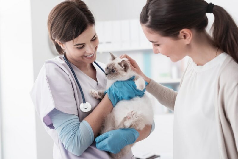 Read more about the article Сколько времени нужно, чтобы стать ветеринаром?  2023 Факты и статистика