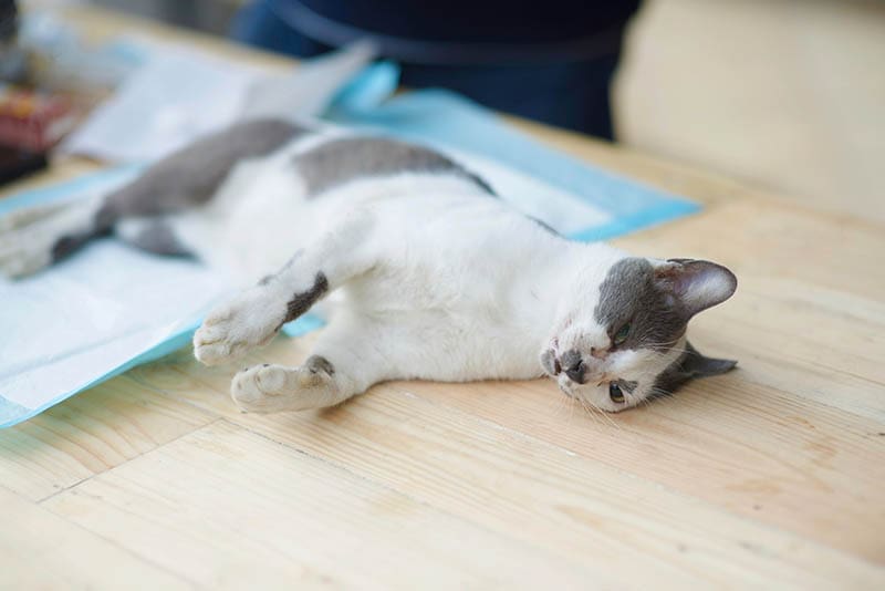 Read more about the article https://petkeen.com/how-to-do-cat-cpr/