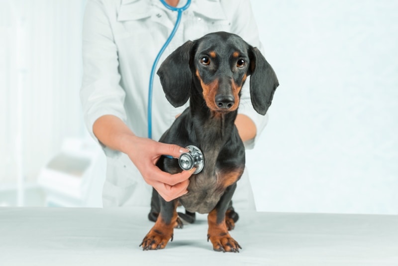 Read more about the article Бронхит у собак: признаки, причины и лечение (ответ ветеринара)