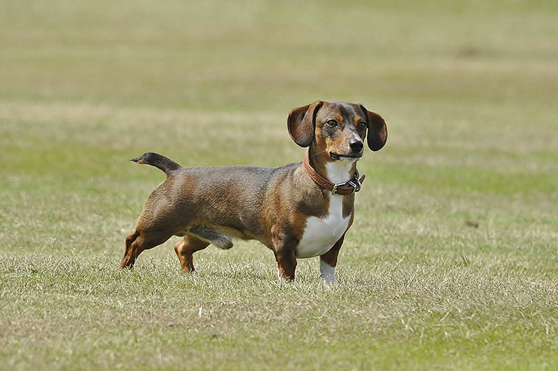 Собака Daschund тигрового окраса стояла в поле