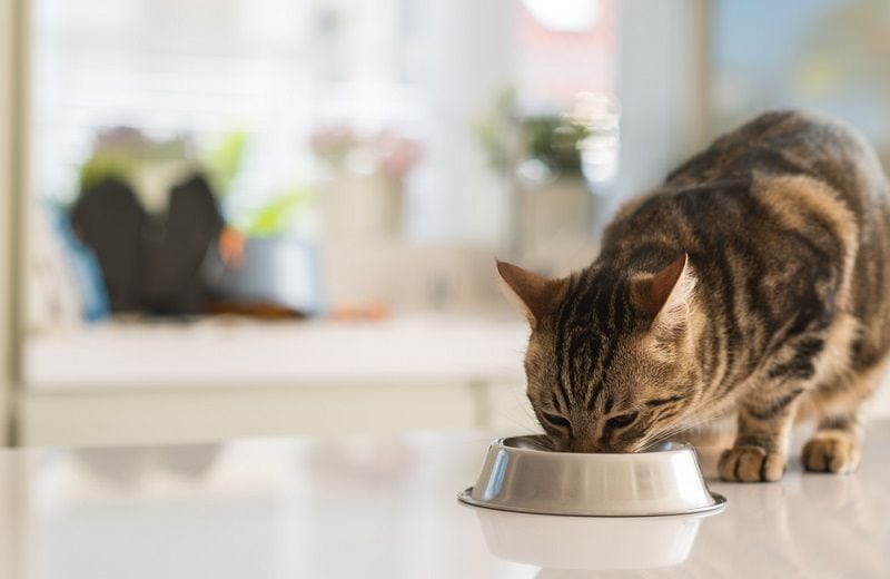 Read more about the article Как вылечить голодающую кошку, чтобы она снова стала здоровой