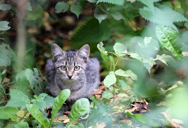 серый бродячий кот сидит на корточках в листве на открытом воздухе