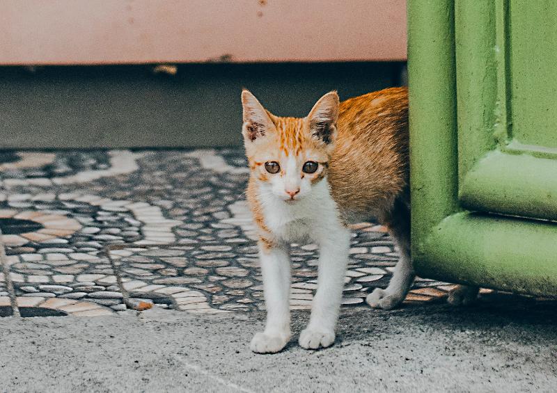 оранжево-белый котенок выглядывает из-за зеленых ворот