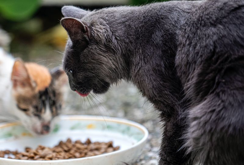 бездомные кошки едят корм из миски