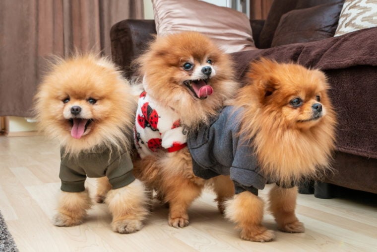 три померанских шпица в костюме_Стефан фото видео, Shutterstock