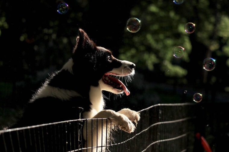 Собака с пузырьками