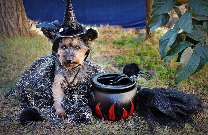собака в хэллоуинском костюме