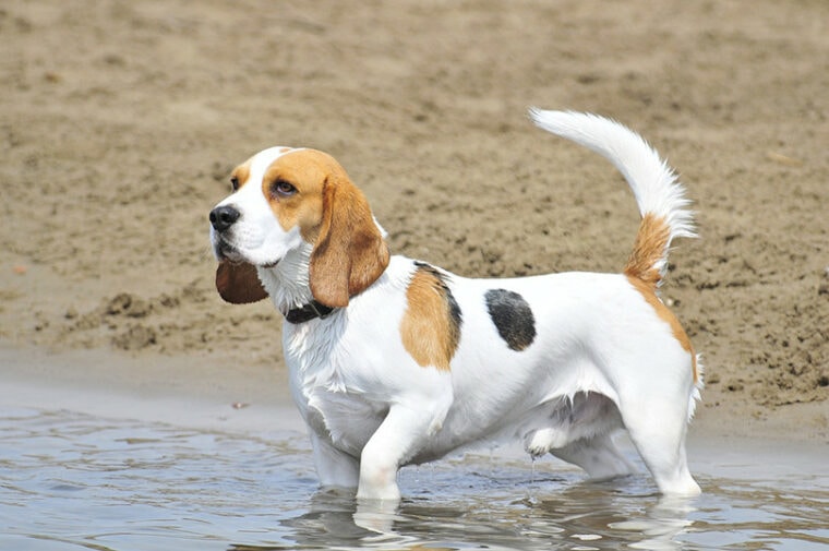 Бигль уходит в воду