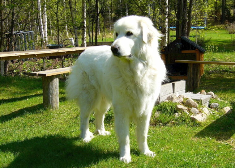 большая пиренейская собака стоит в траве